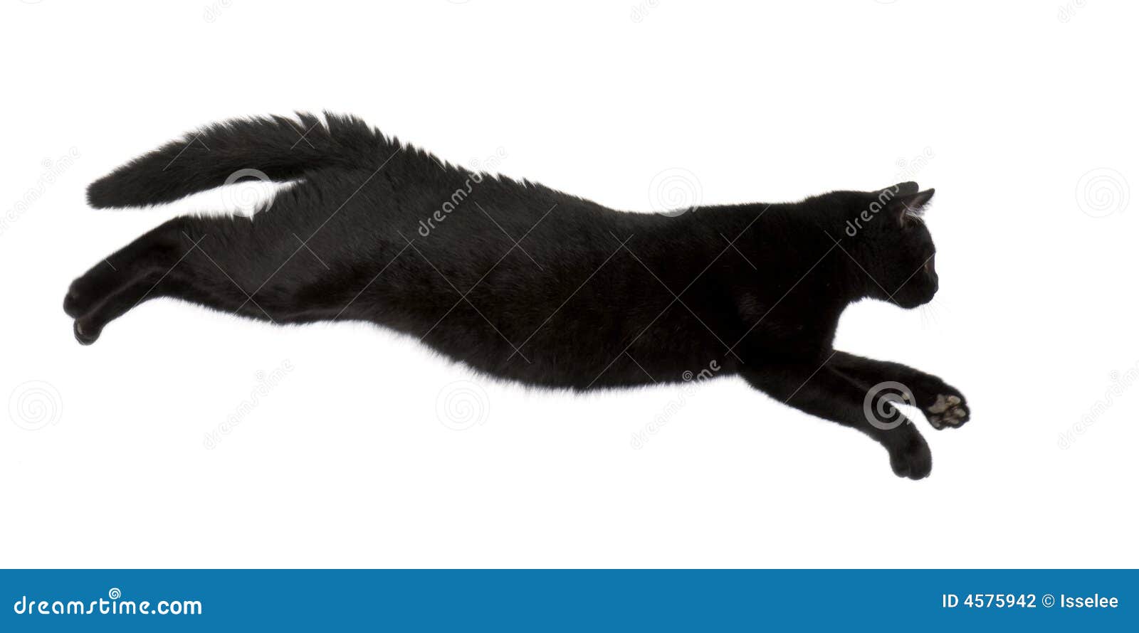 Black cat  stock photo Image of pouncing  pets shot tail  