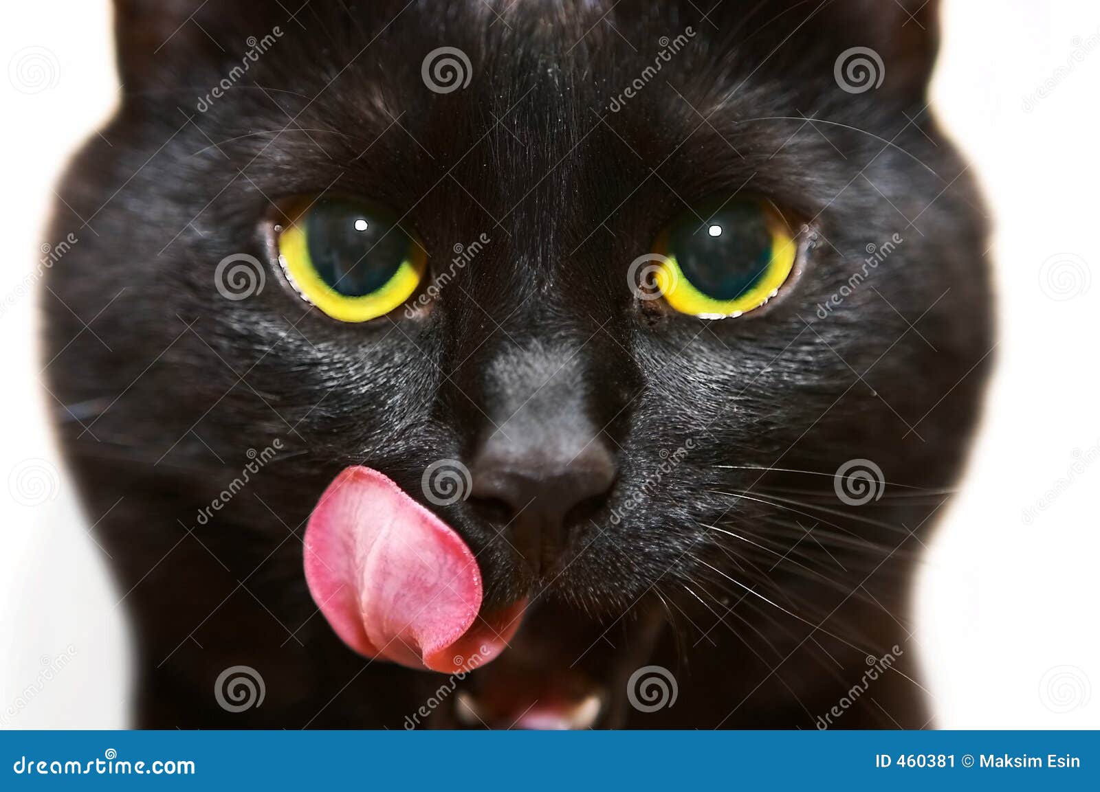 Black cat stock image. Image of rosy, palatable, glare - 460381