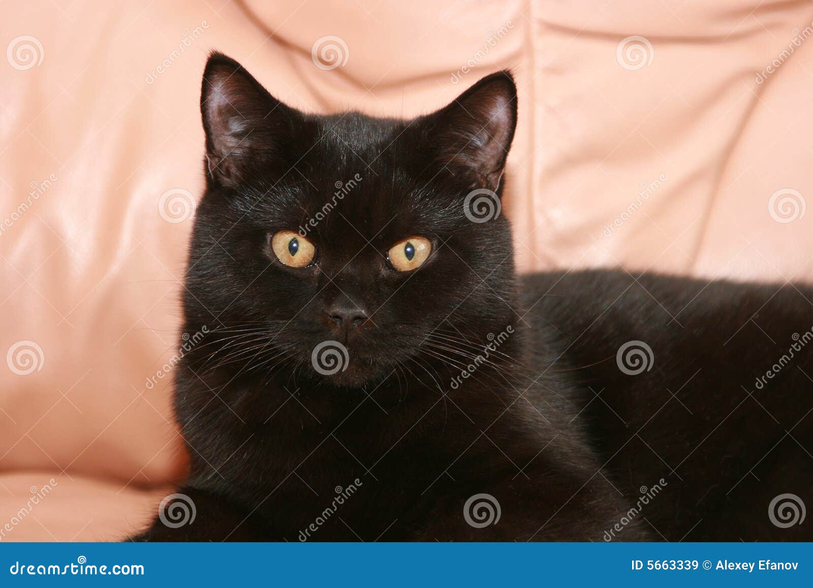 Black cat stock image. Image of leather, mammal, sofa 5663339