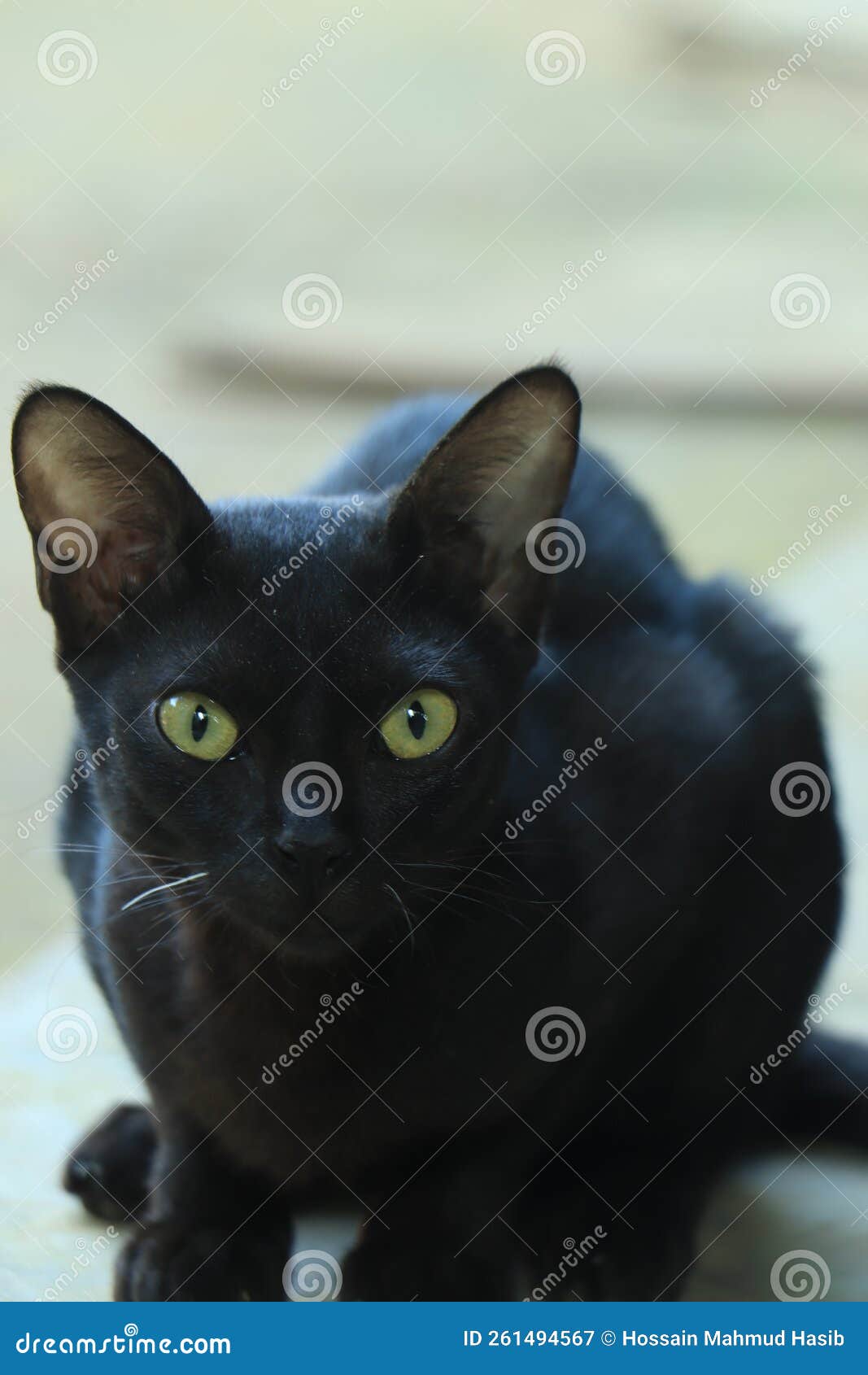 Black Cat on Black Background with Bright Yellow Eyes Stock Image