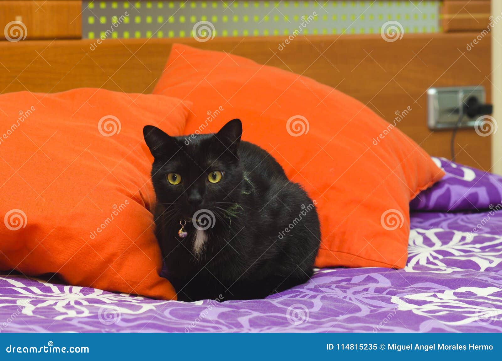 A black cat on a bed stock image. Image of fluffy, domestic 114815235