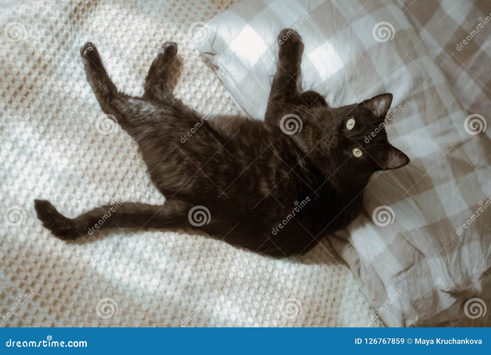 Black cat on bed stock image. Image of lovable, funny 126767859