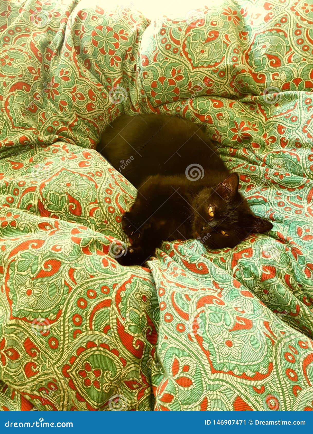 Black cat in bed resting stock image. Image of bath 146907471