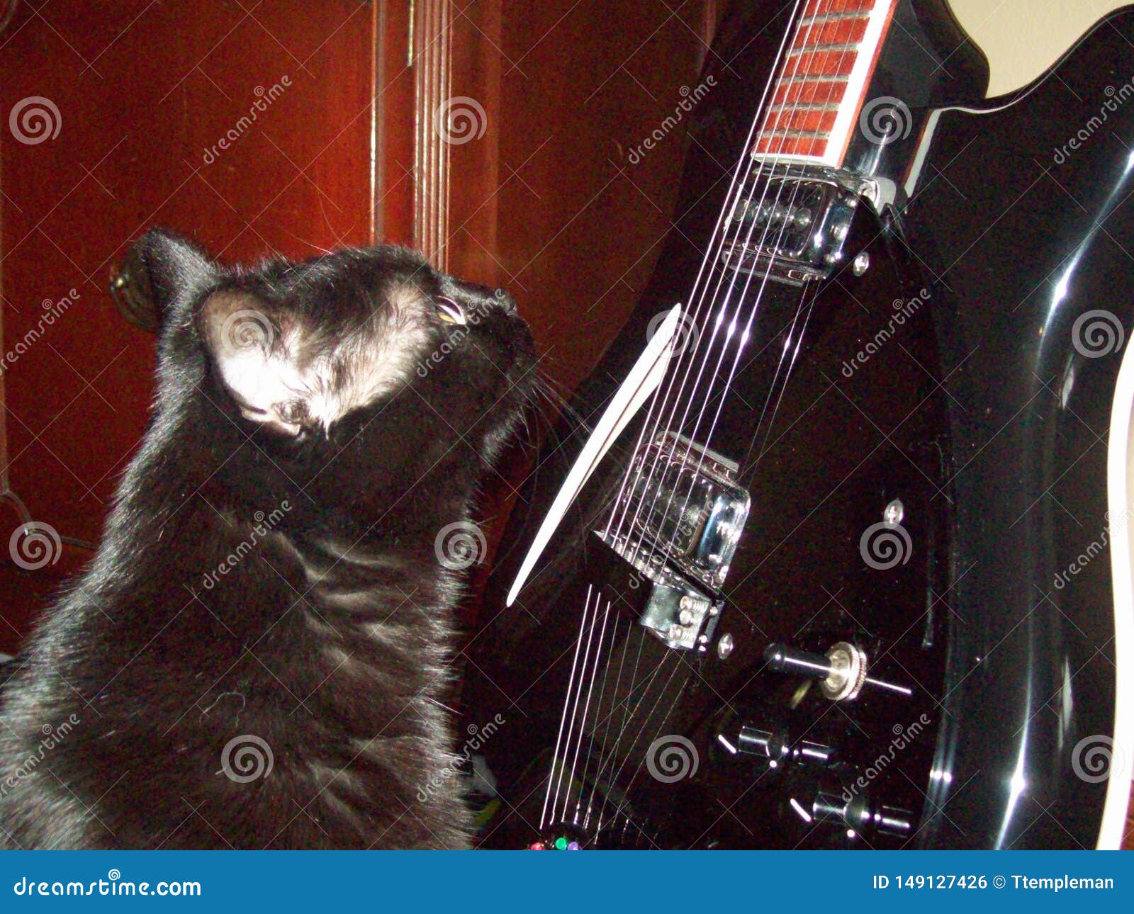Black Cat with Big Dreams stock photo. Image of ...