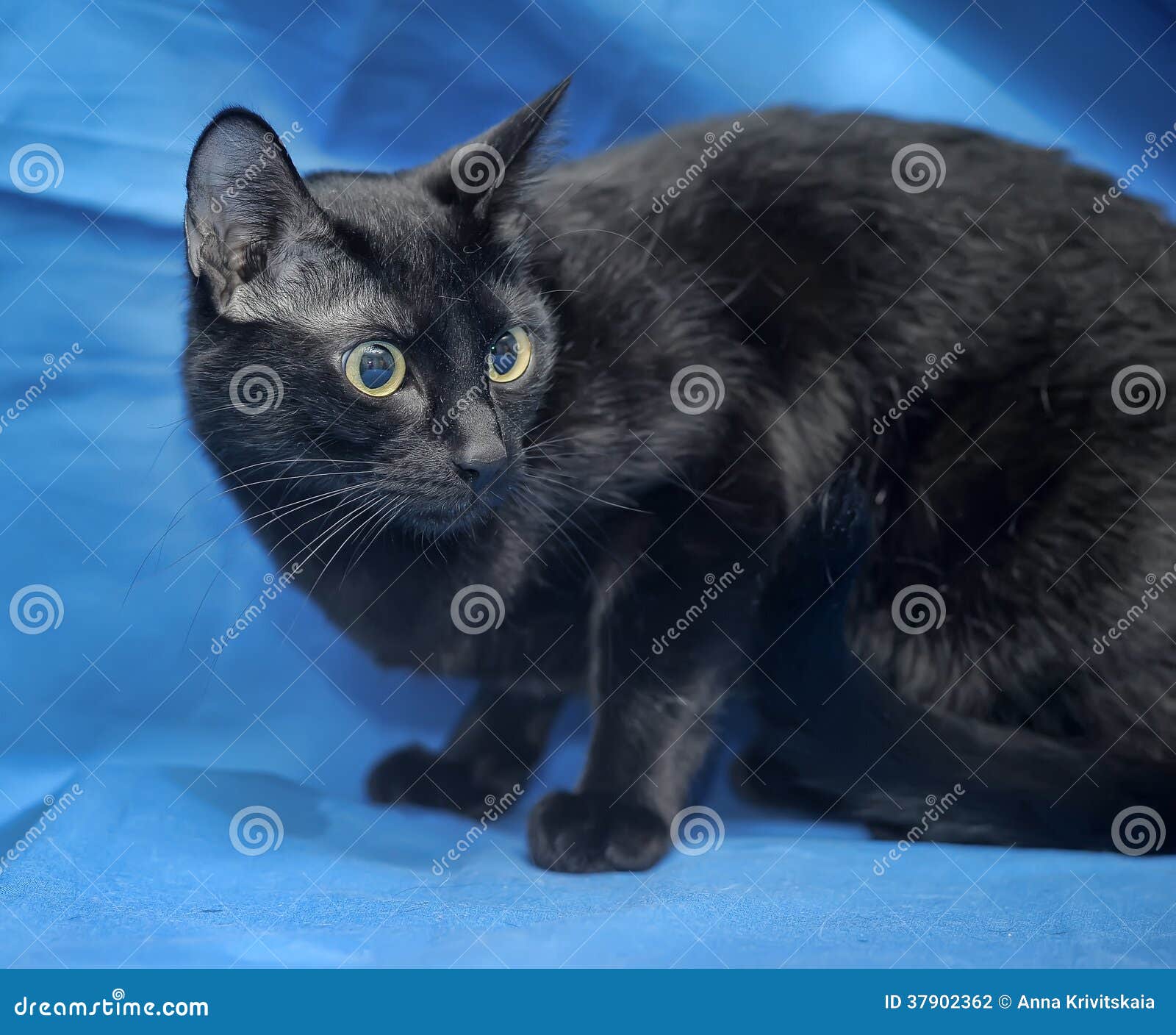 Black cat on blue stock photo. Image of animal, whisker 37902362