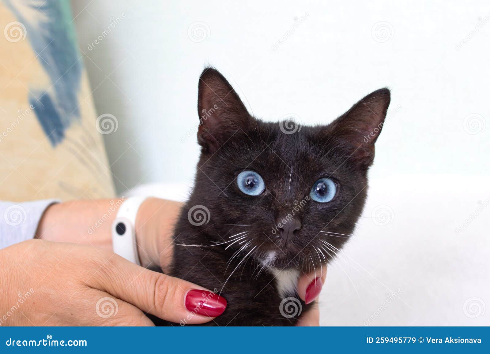 Black Cat with Blue Eyes Closeup Portrait Stock Image Image of feline