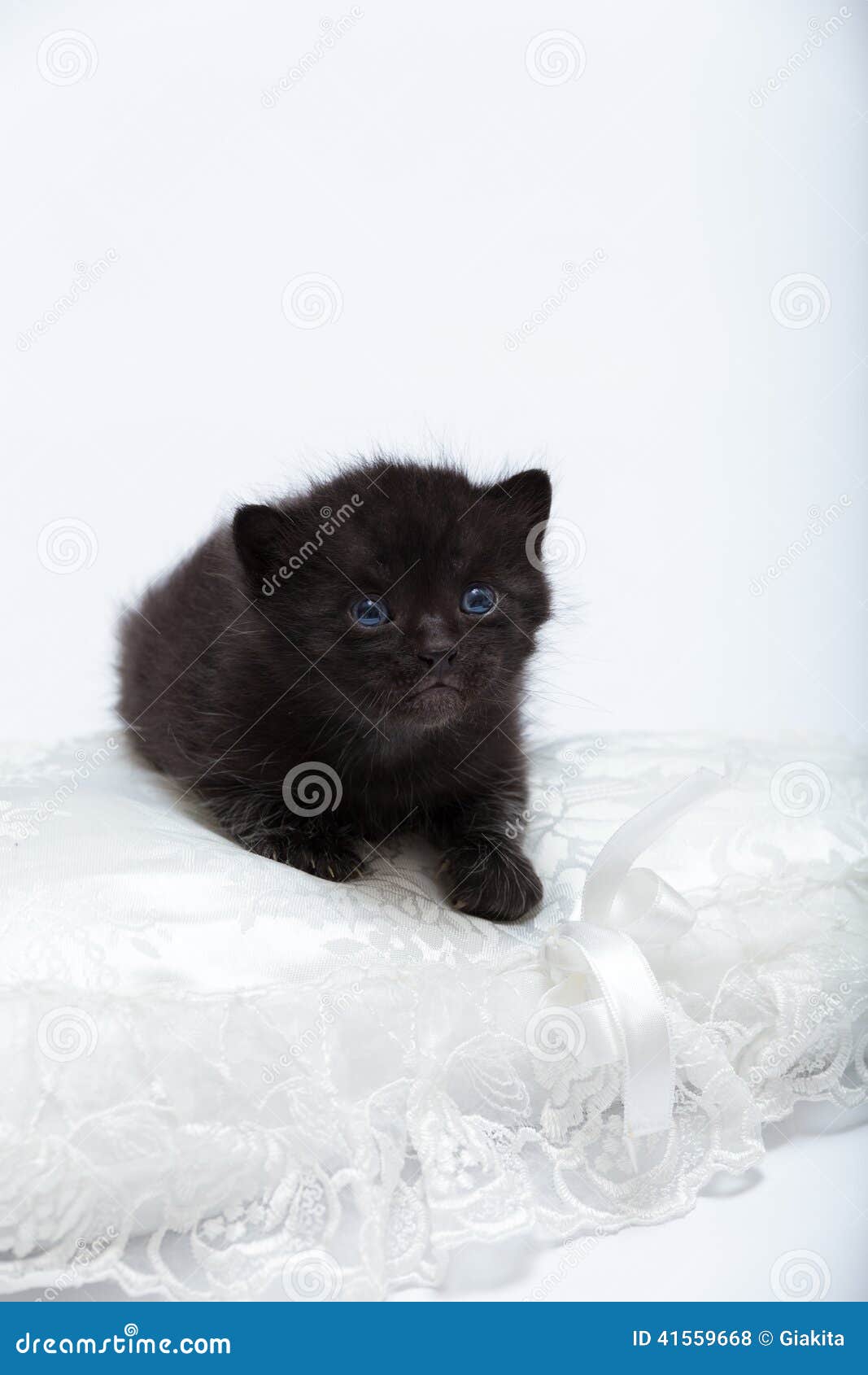 Black cat with blue eyes stock photo. Image of copy, black 41559668