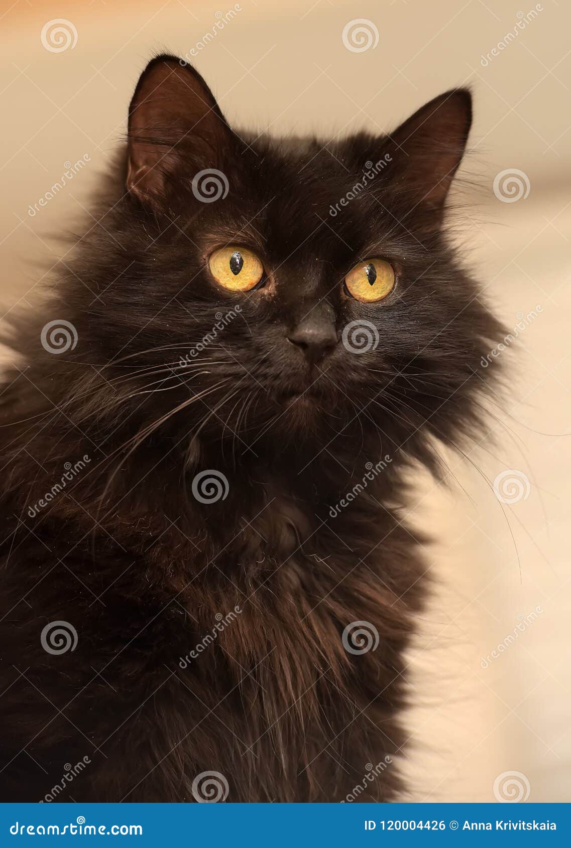 Cat Of The Breed Chantilly Tiffany Stock Photo Image Of Cute Dark 120004426