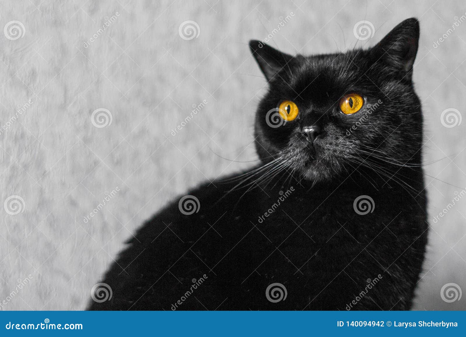 Scottish straight Cat черный
