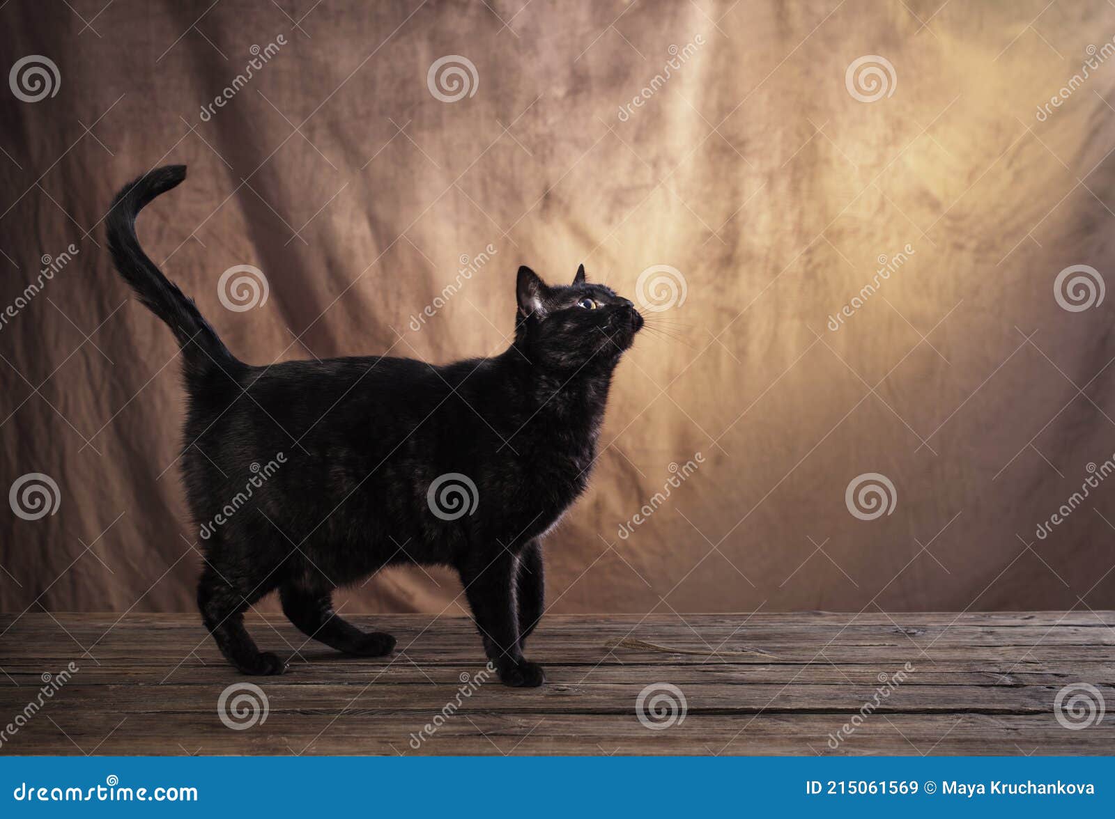 Black Cat on Brown Background Stock Image Image of pedigreed, face