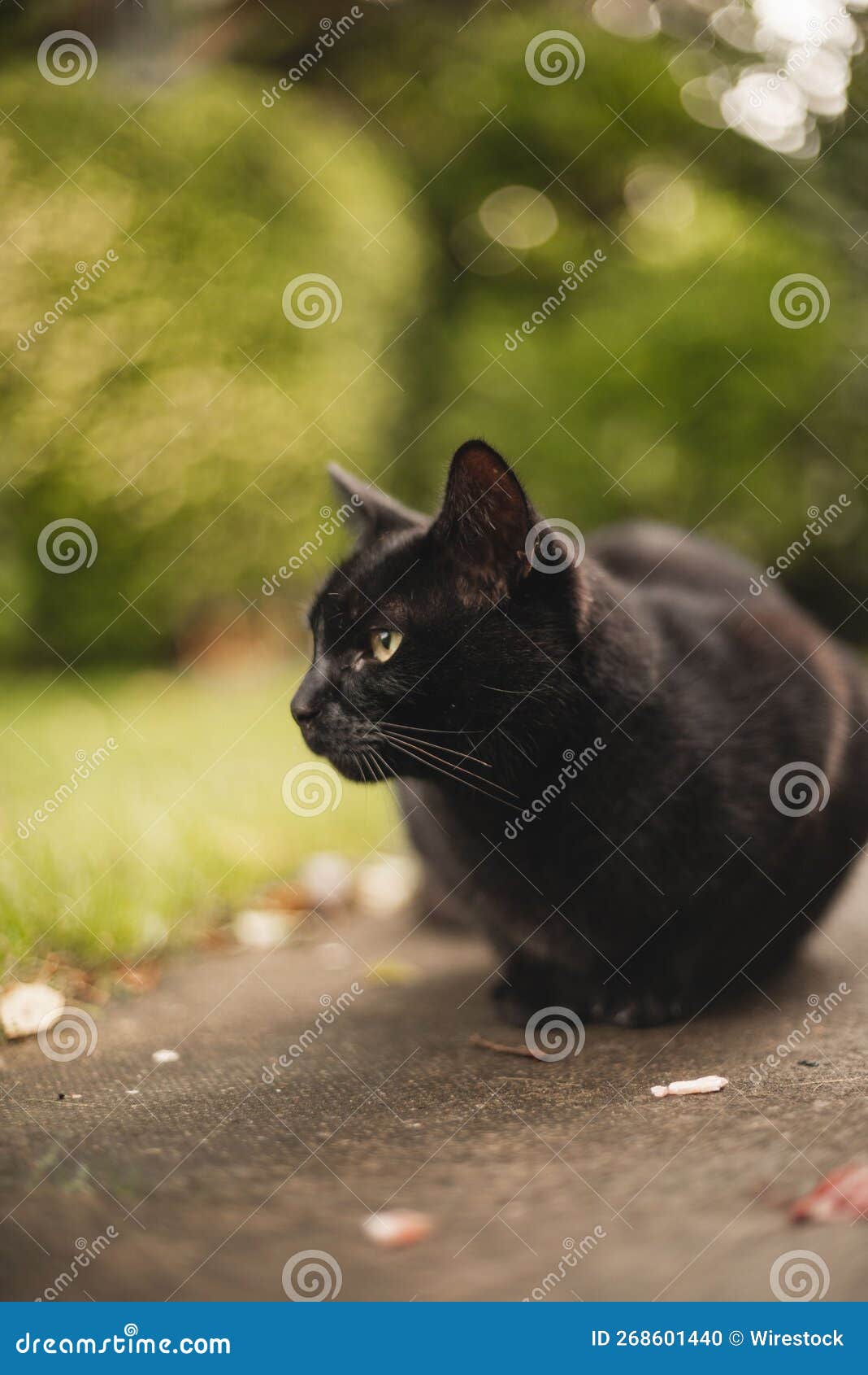 Black Cat with Brown Eyes in Blurred Background Stock Photo Image of