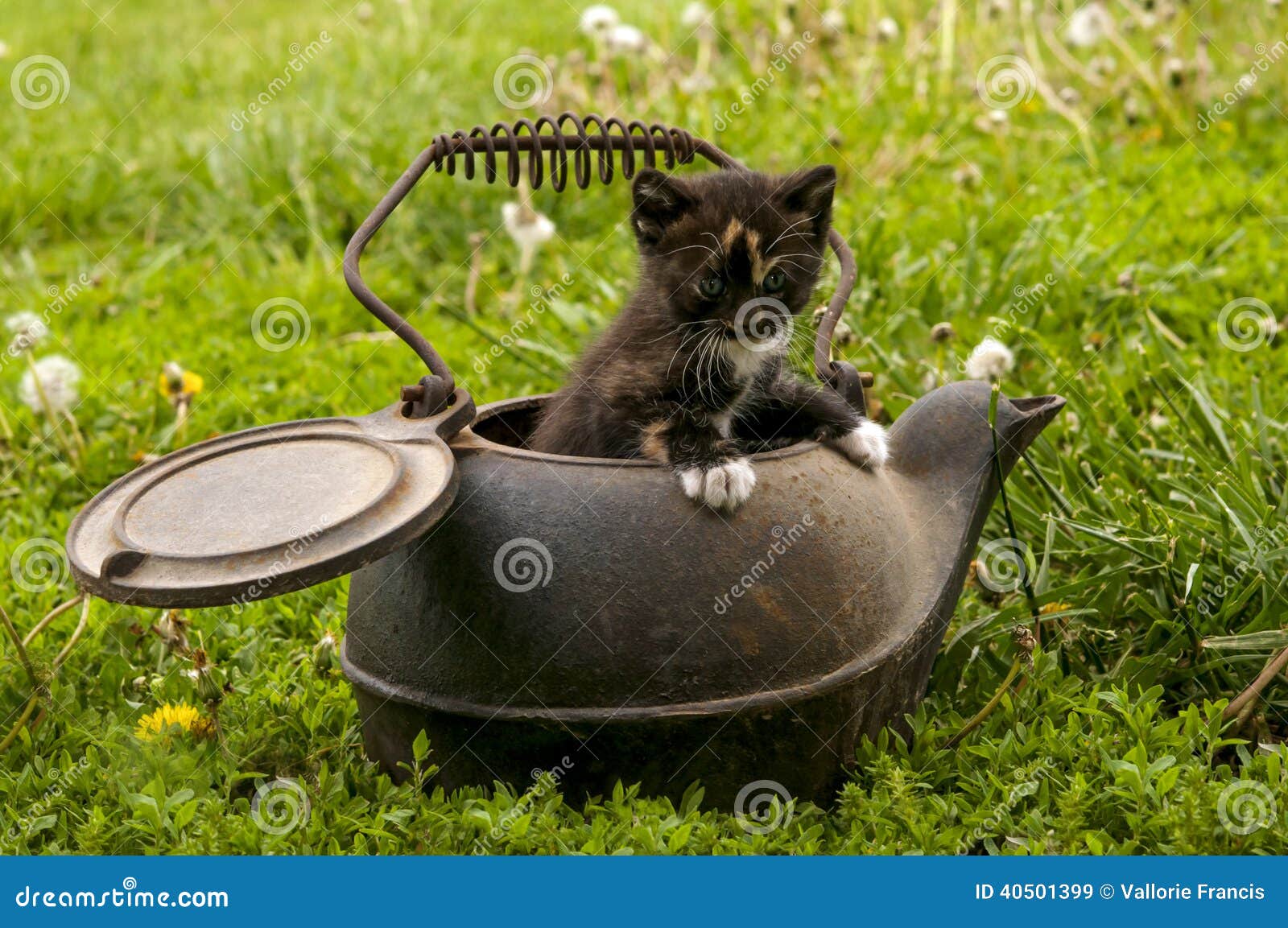 theres a cat in the kettle theres a cat in the kettle