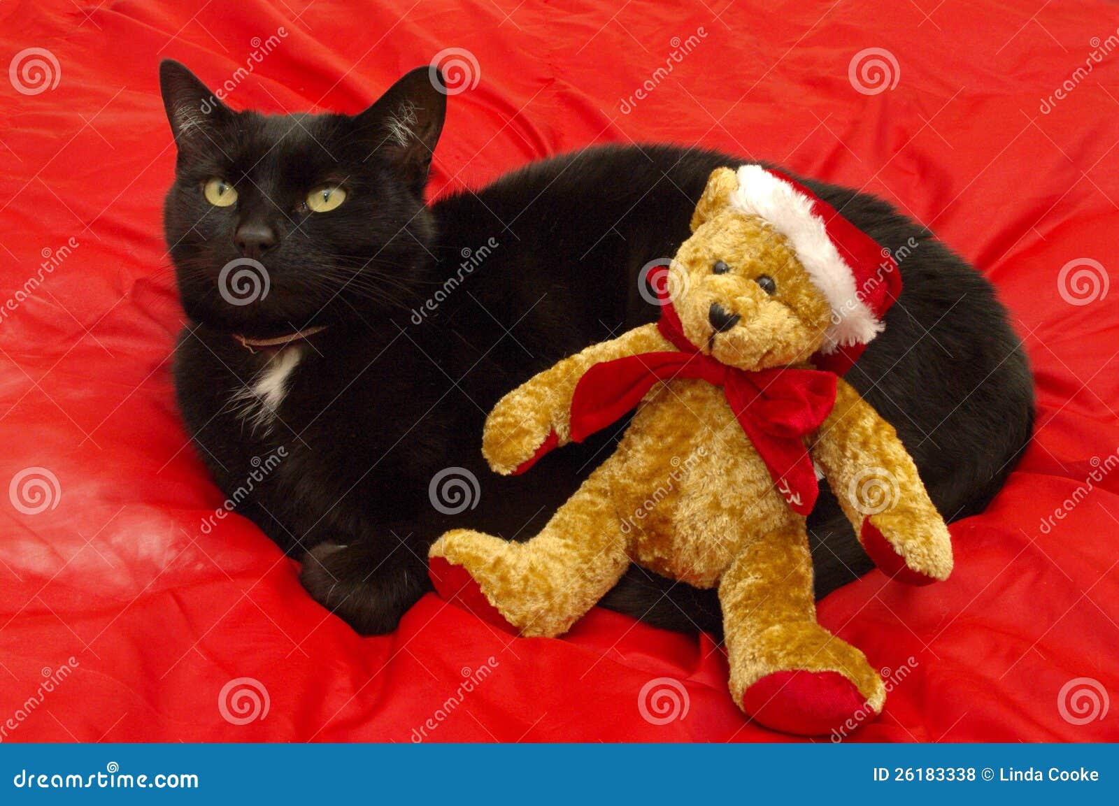 Black Cat with Christmas Teddy Bear Stock Photo Image of bear, pets 26183338