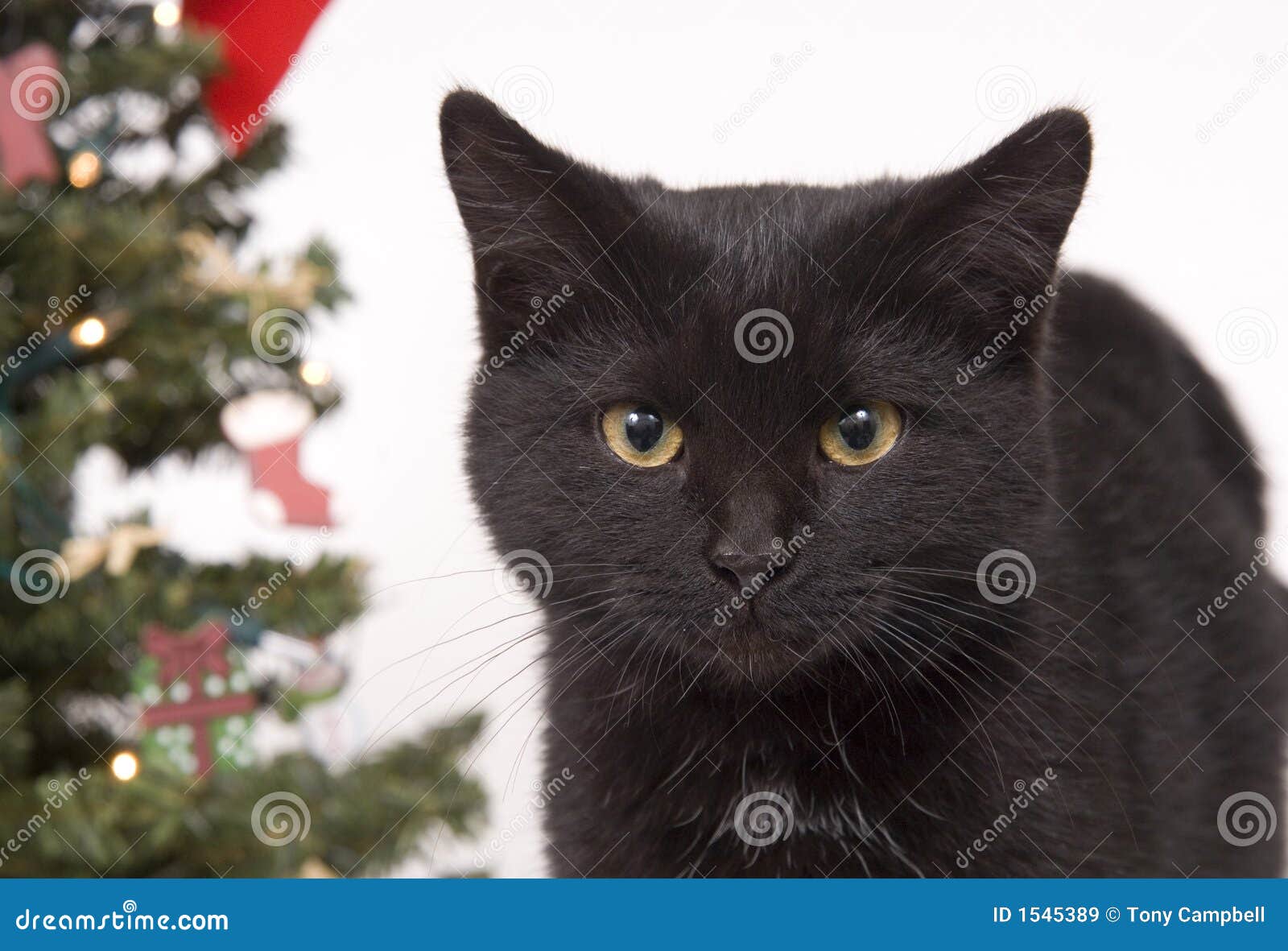 Black Cat with Christmas Tree in Background Stock Image Image of