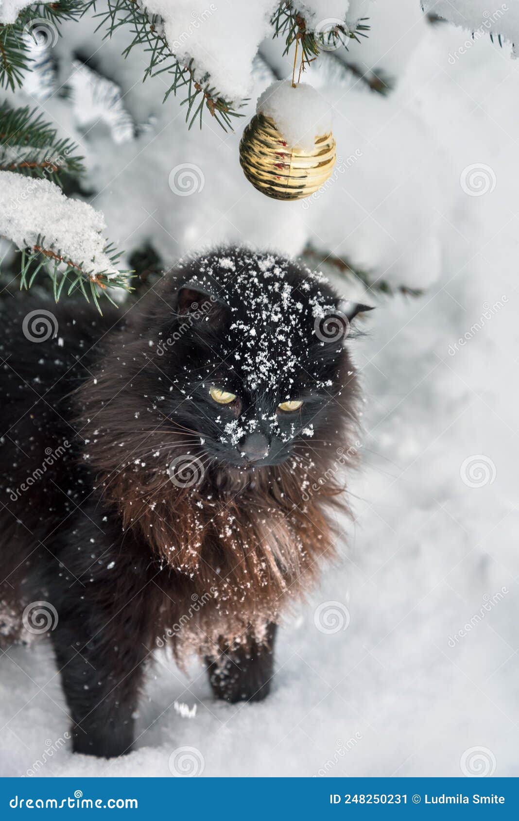 Black Cat and Christmas Tree Stock Image Image of design, decor