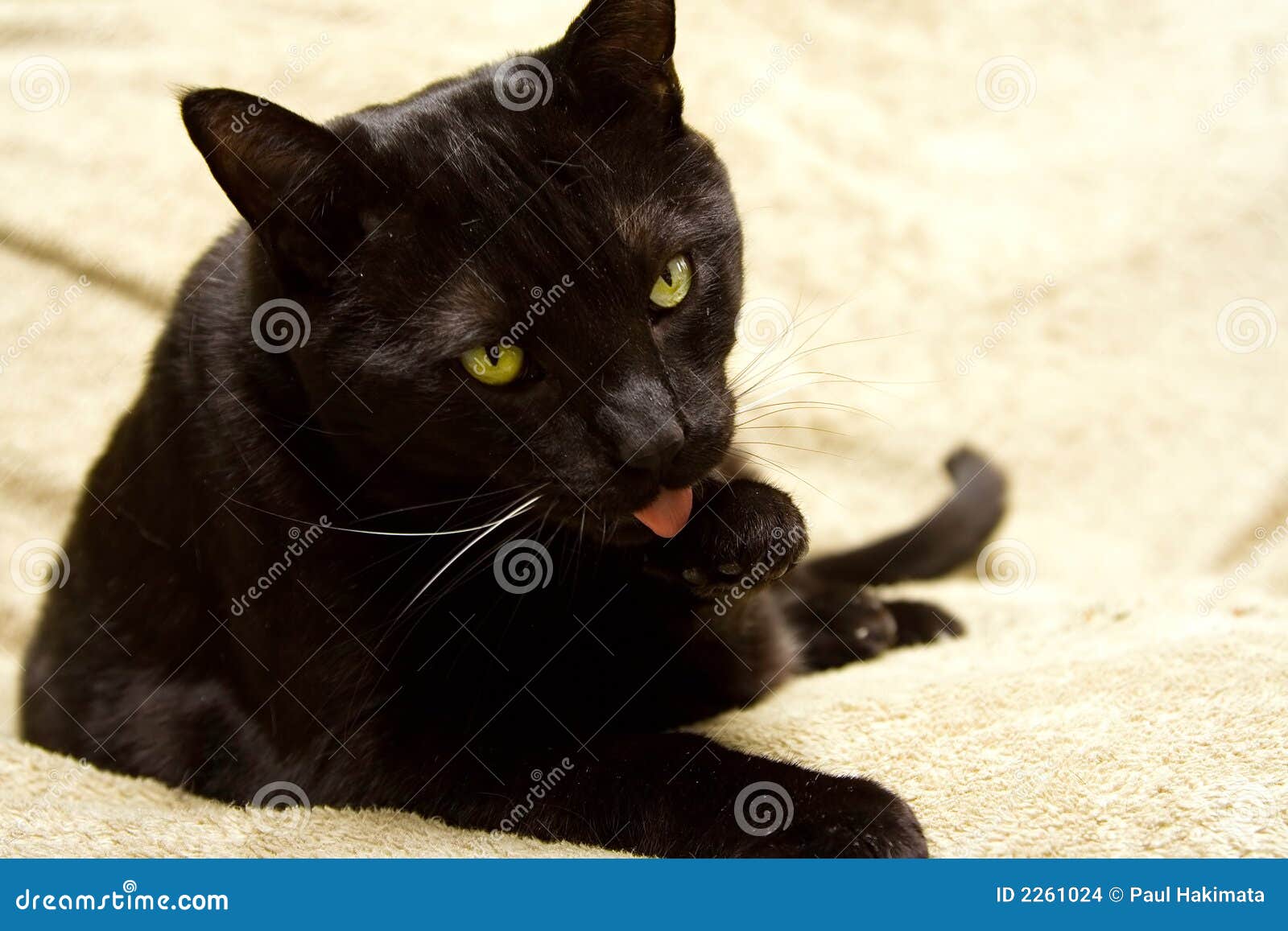 Black Cat Cleaning His Paw Stock Images Image 2261024