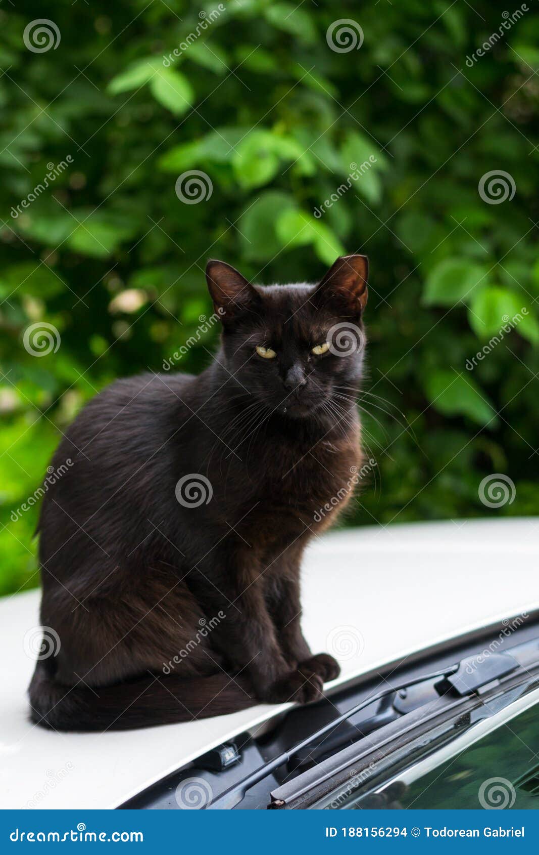 Black Cat With Cropped Ear Sitting On The Car. This Is Called “ear