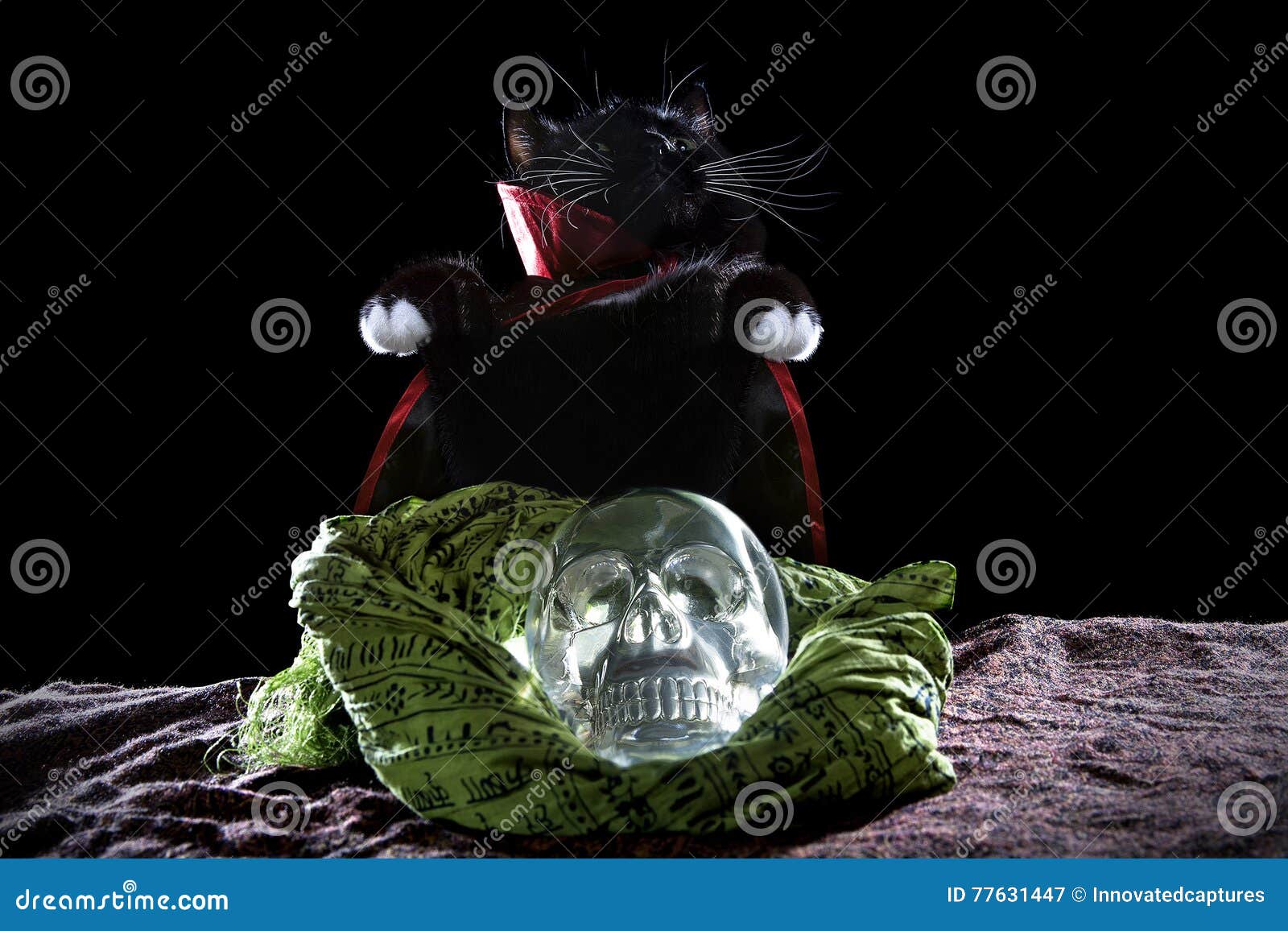 Black Cat with a Crystal Skull Stock Image - Image of adorable, scary