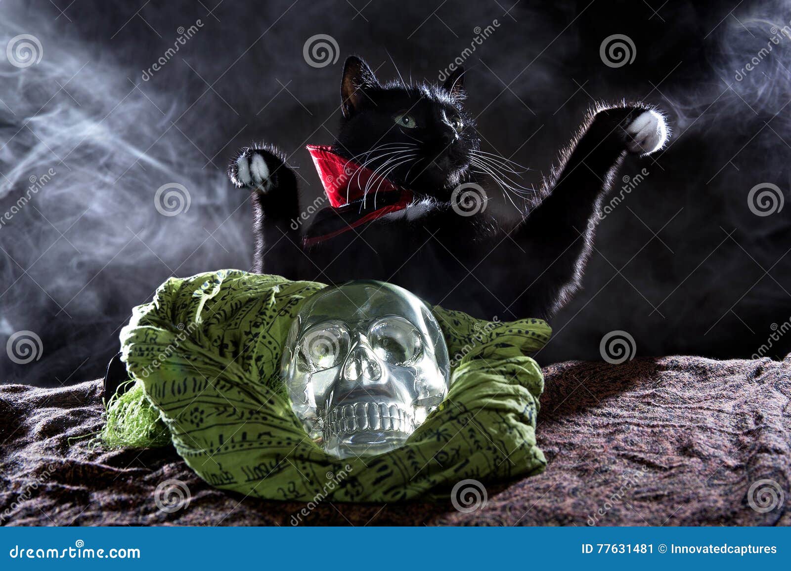 Black Cat with a Crystal Skull Stock Image - Image of glass, cape: 77631481