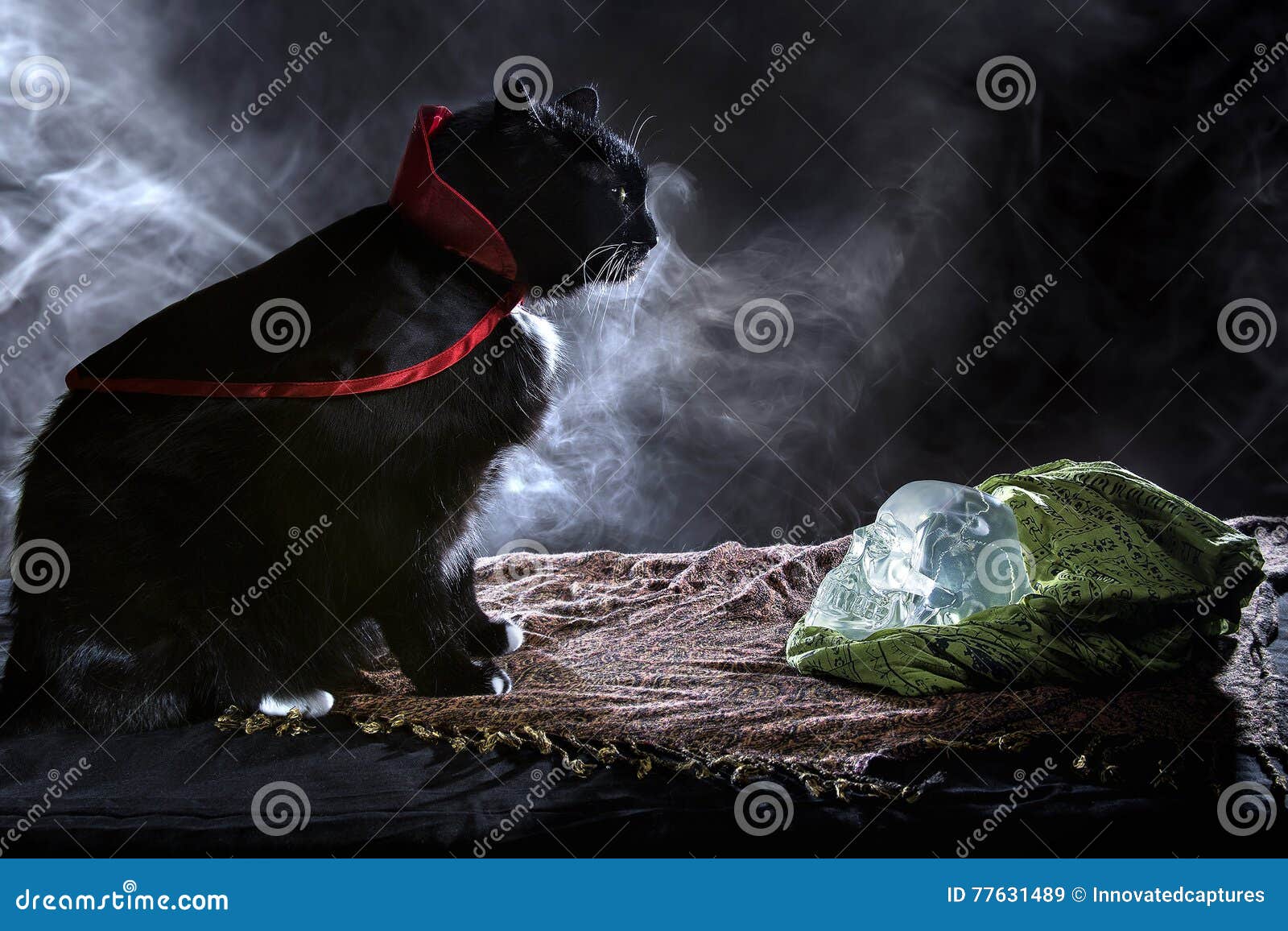 Black Cat with a Crystal Skull Stock Image - Image of mysterious, evil