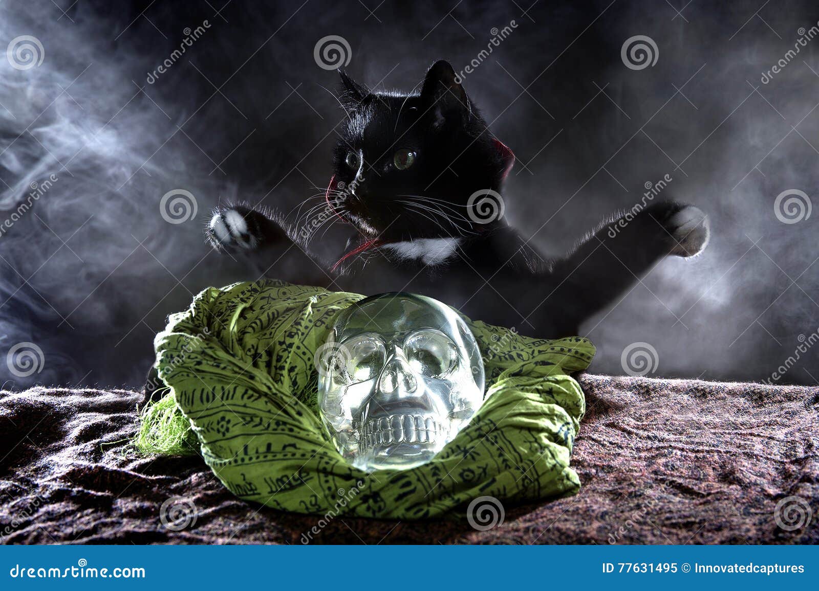 Black Cat with a Crystal Skull Stock Image - Image of crystal