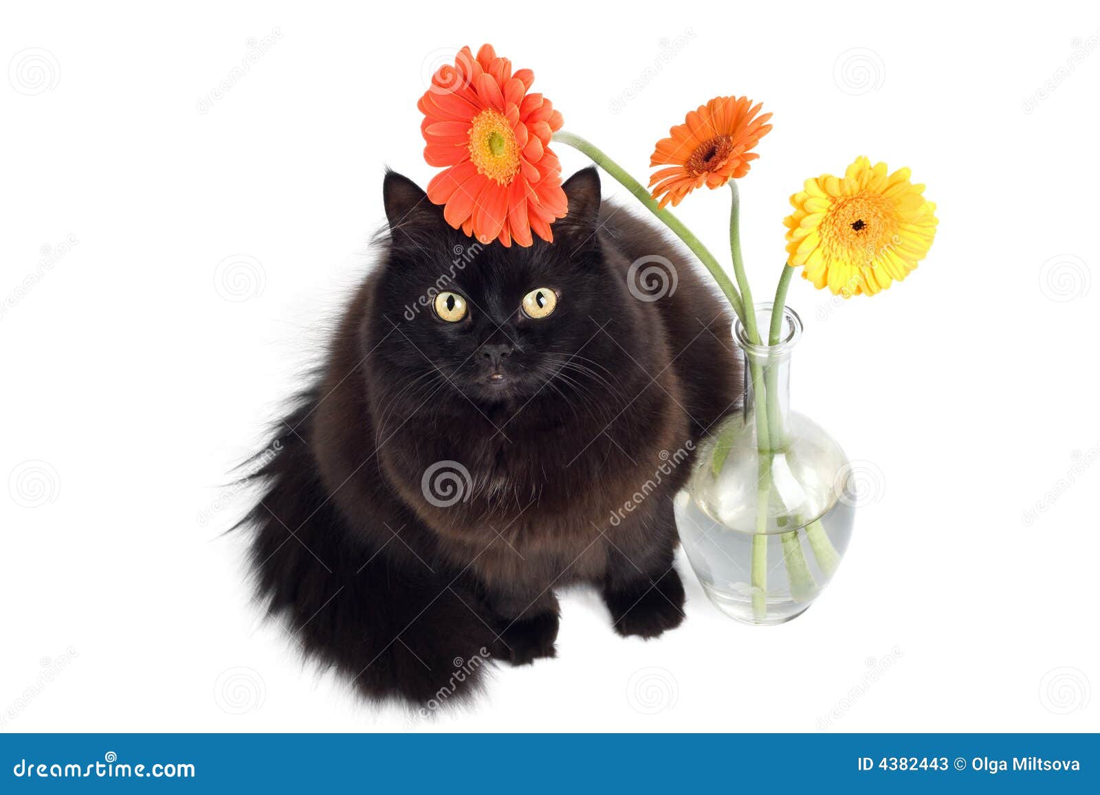 Black cat and daisies stock image. Image of background 4382443