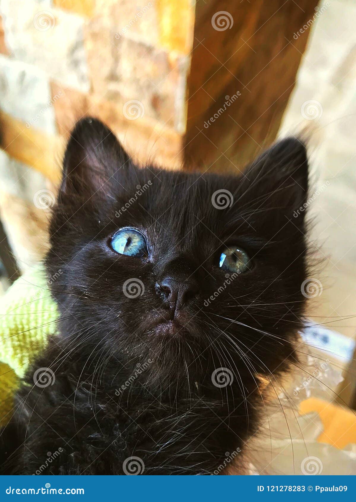 Black Cat With Deep Blue Eyes Stock Image Image Of Association Irises 121278283