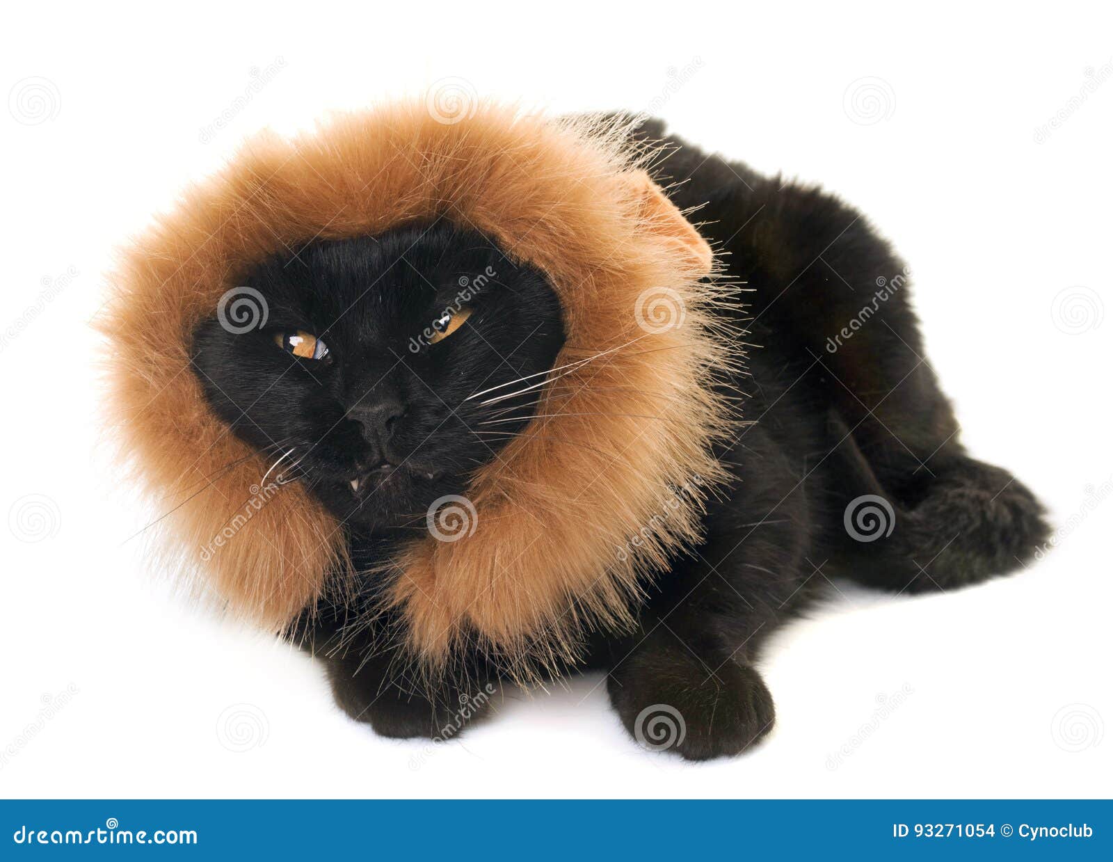 black cat disguised