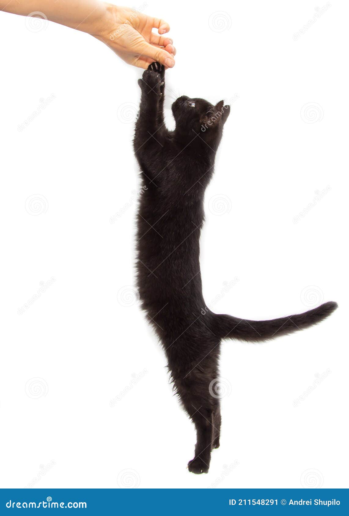Black Cat Eats from Hand on a White Stock Image Image of delicious