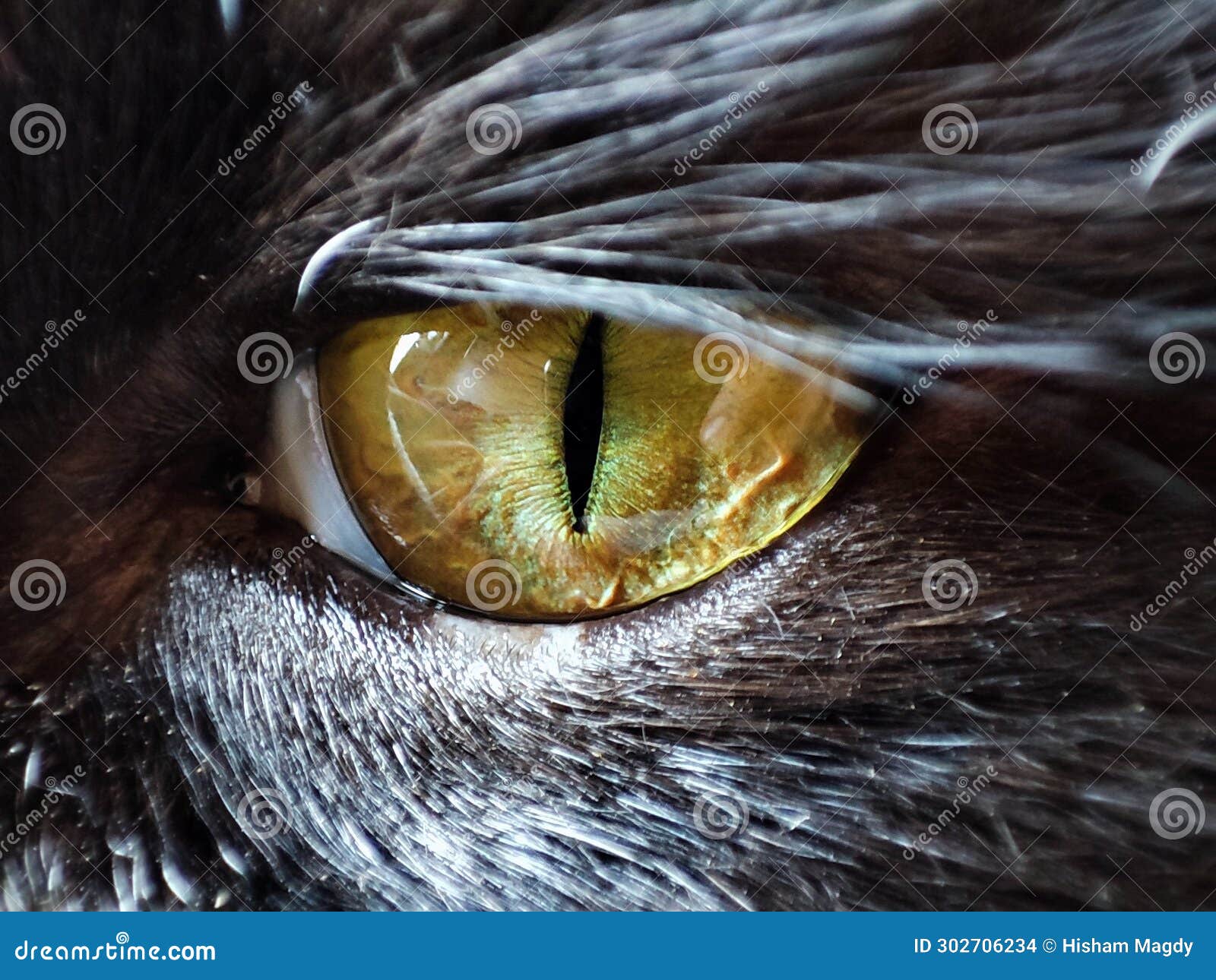 a close-up photo to a black cat eye taken by a macro camera