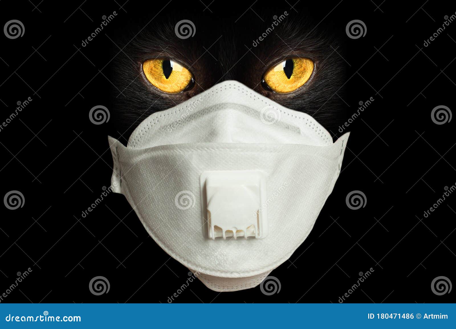 Black Cat Face in Medical Mask on Black Background Stock Photo Image
