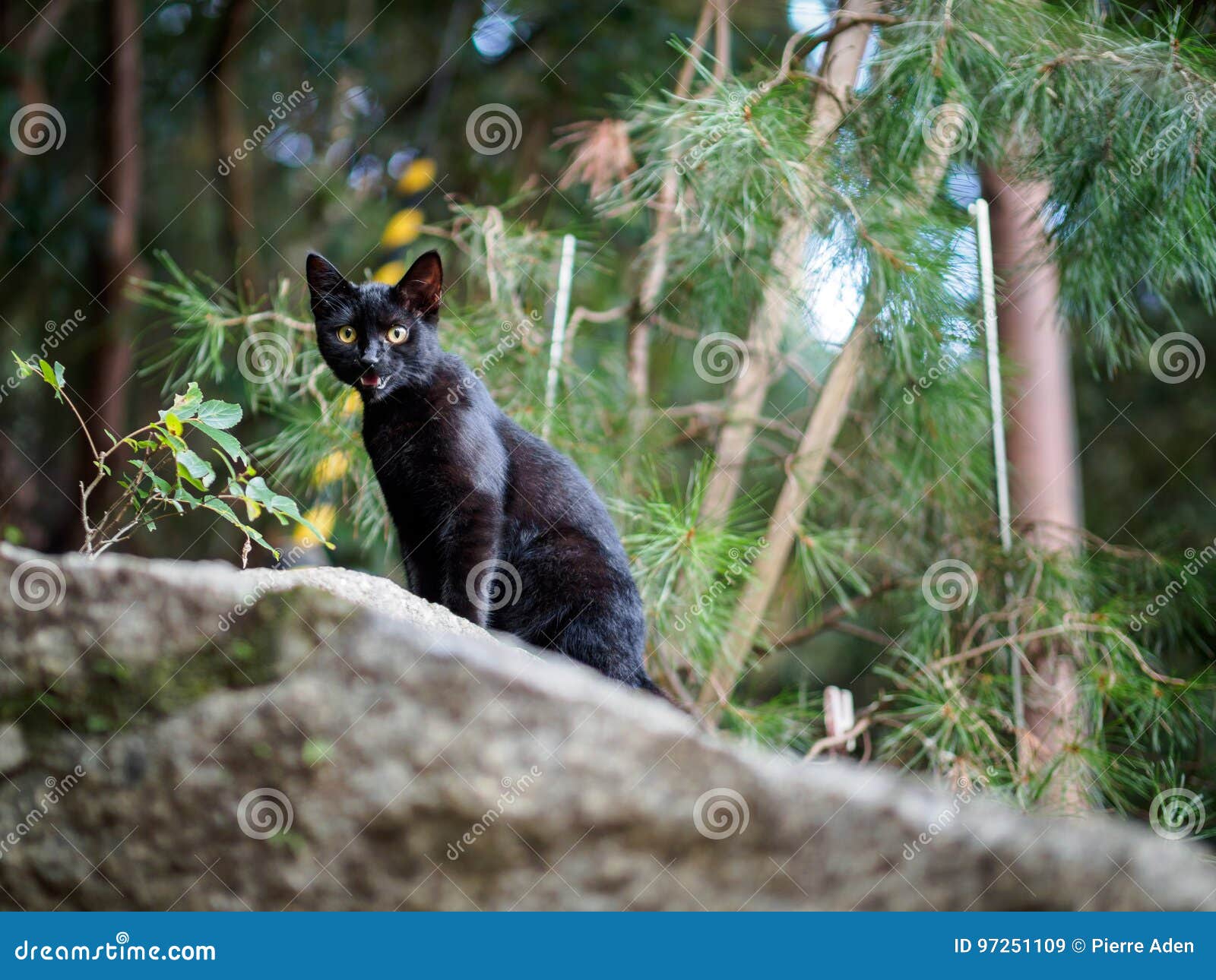 black cat in forest