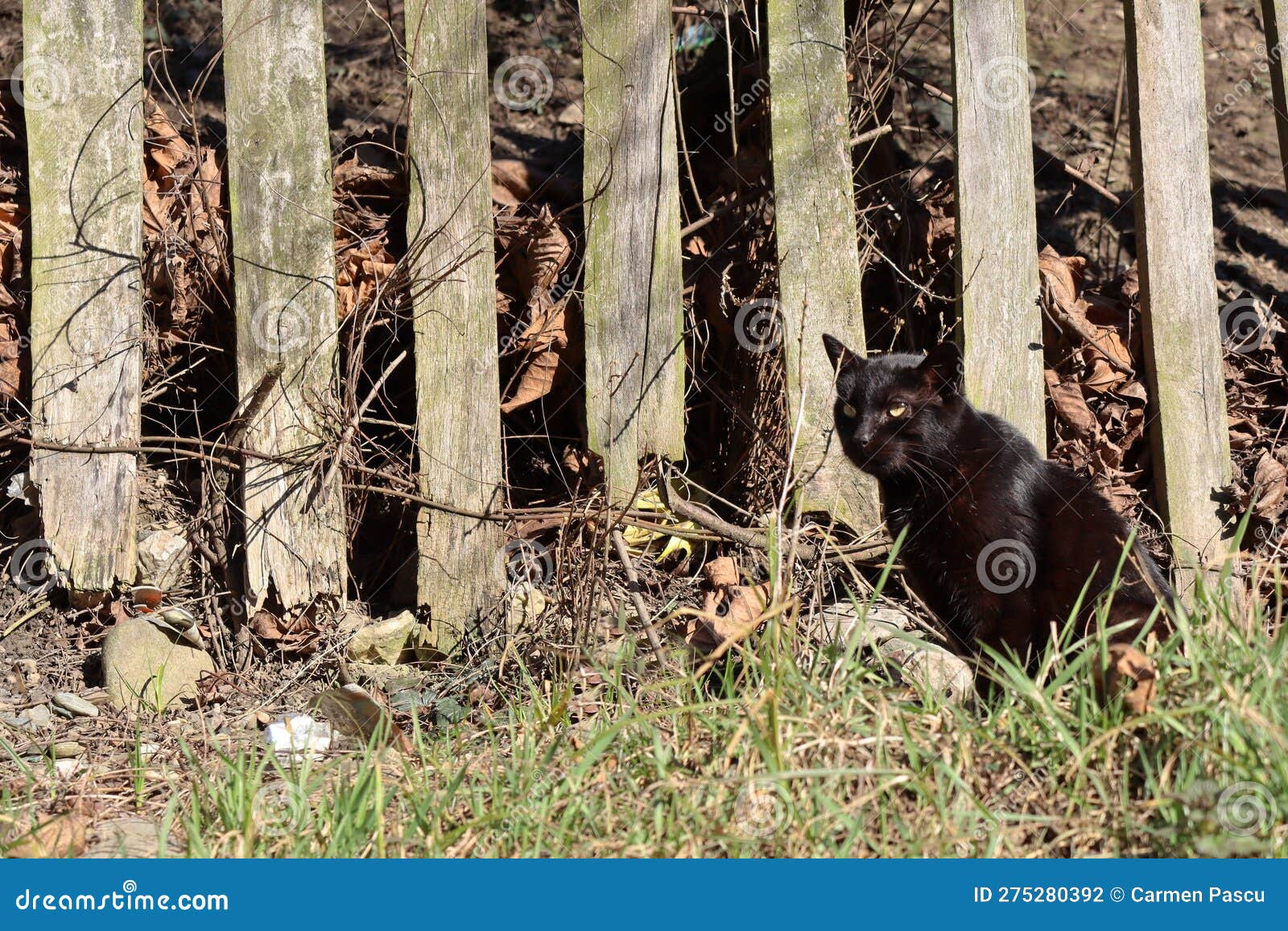 Black cat stock photo. Image of black, animal, domestic - 275280392