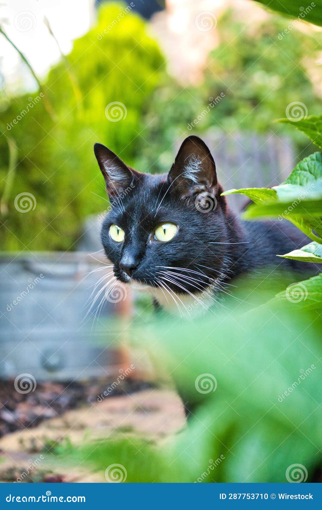 Black Cat in a Garden, Looking into the Distance among the Lush Foliage ...