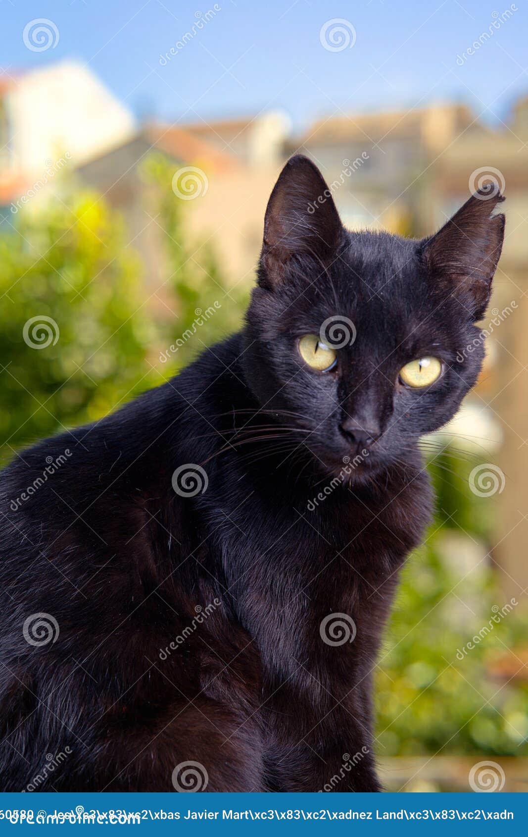 Black Cat with Green Eyes with Yellow Collar Stock Photo Image of