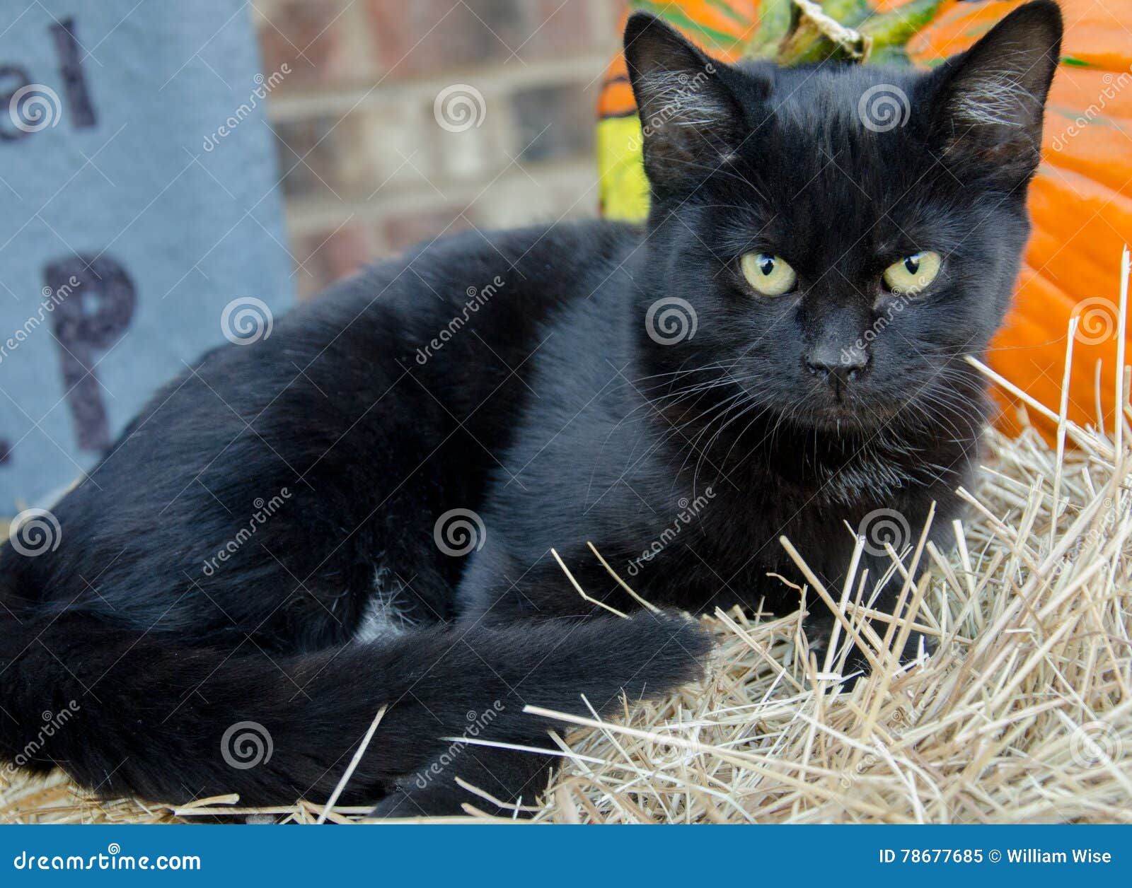 Black Cat Halloween Adoption Photo Stock Image - Image of shelter