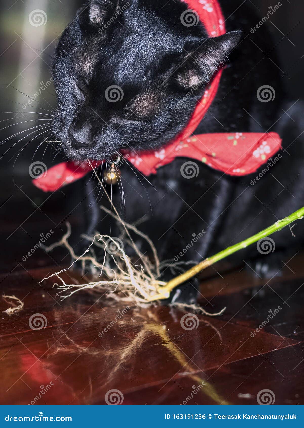 Black Cat Happy Eating Herb. Stock Photo Image of green, black 163191236
