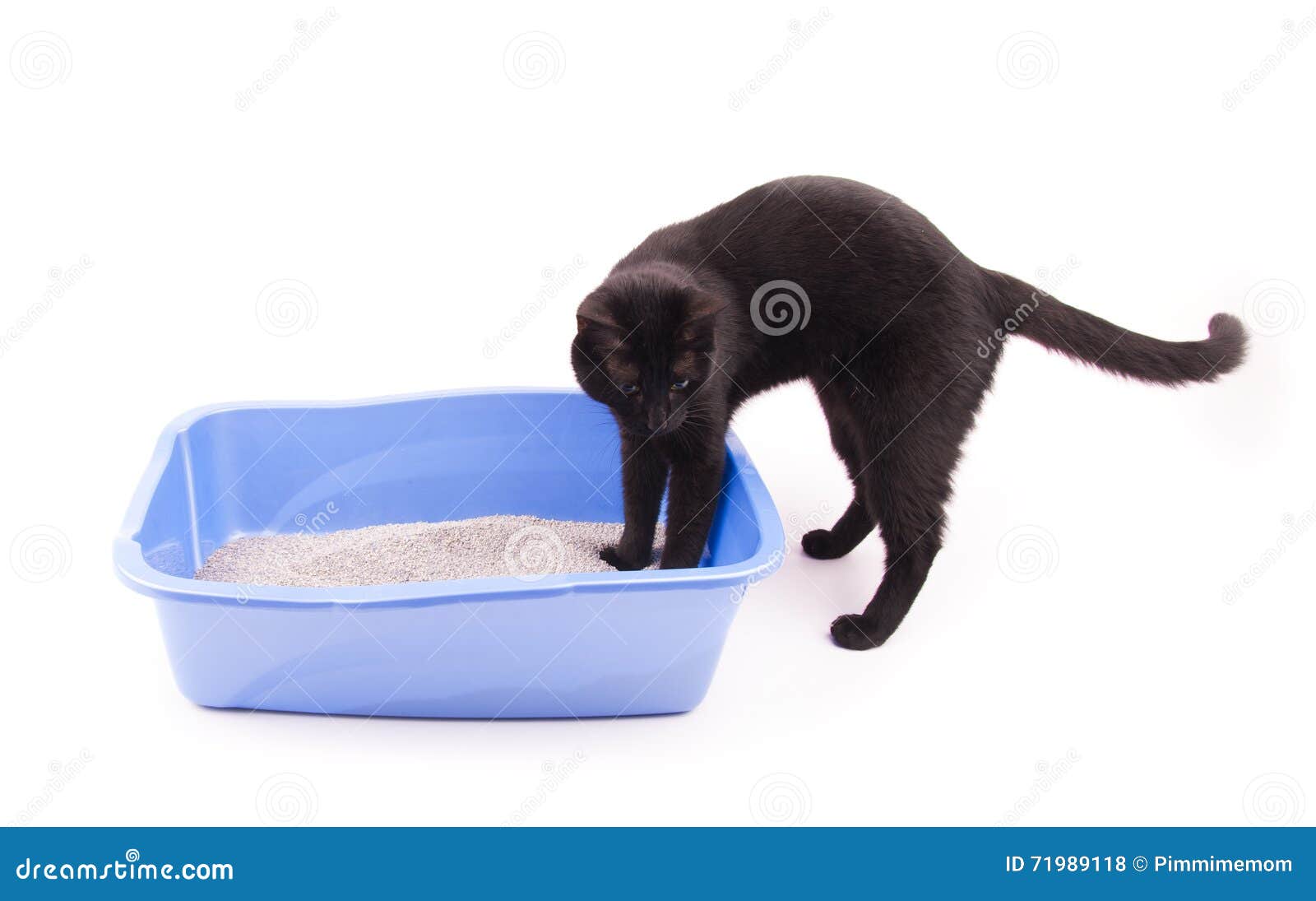 Black Cat with Her Front Paws in a Blue Litter Box Stock Photo Image