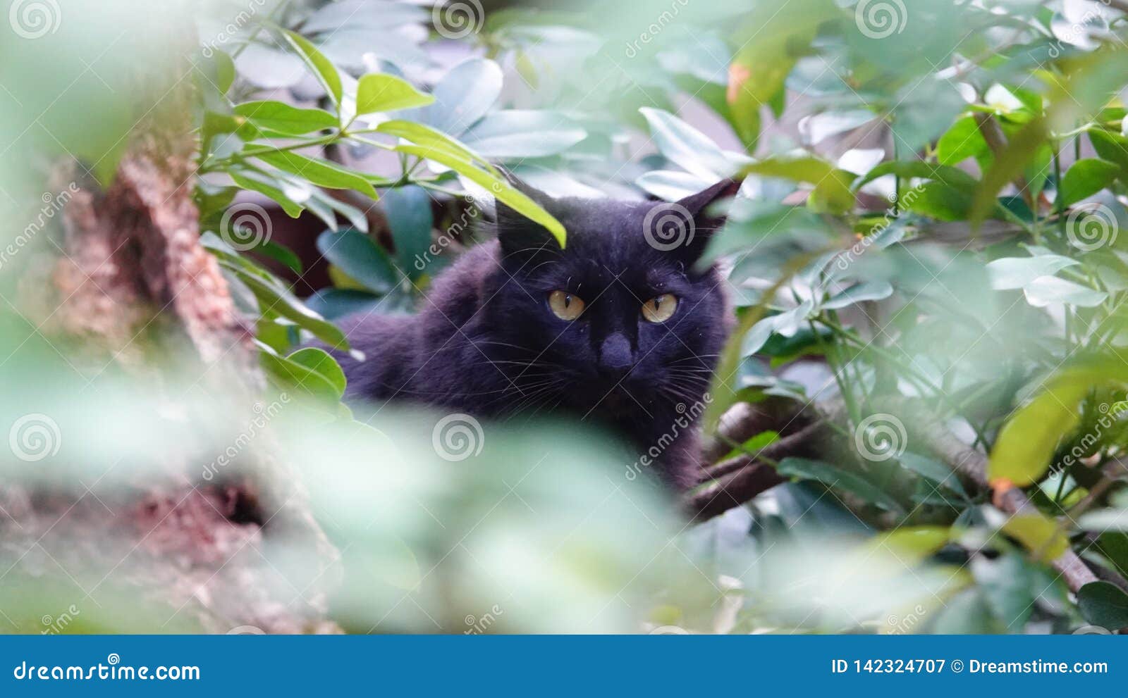 Hidden black cat stock image. Image of black, animal 142324707
