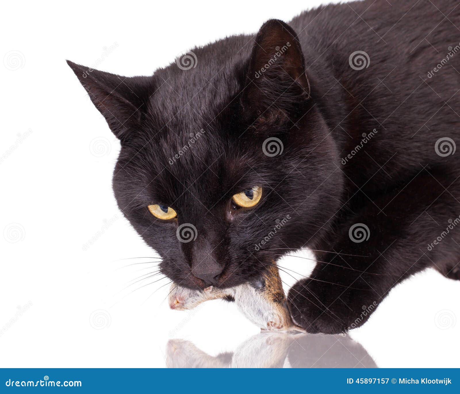 Black Cat with His Prey, a Dead Mouse Stock Image Image of background