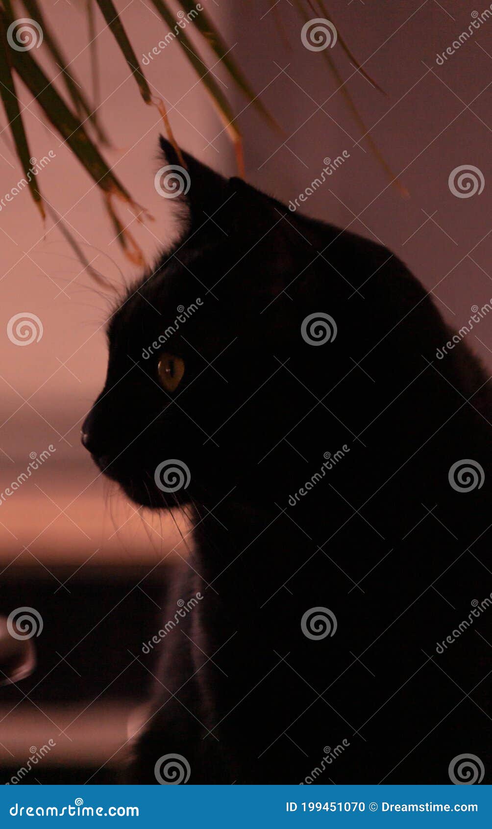 Black Cat stock photo. Image of whiskers, black, organ 199451070