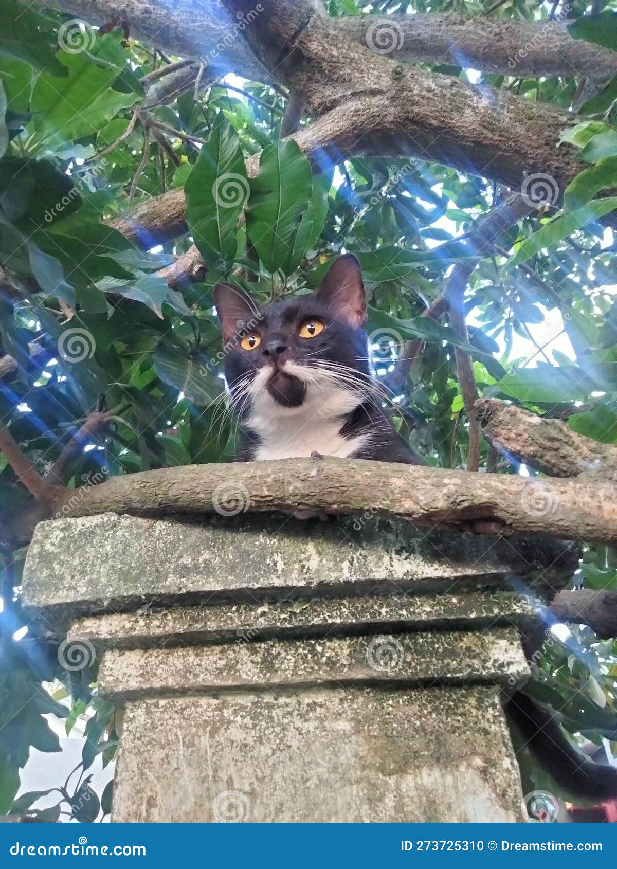 Black Cat among the Leaves and Tree Branches Stock Photo Image of