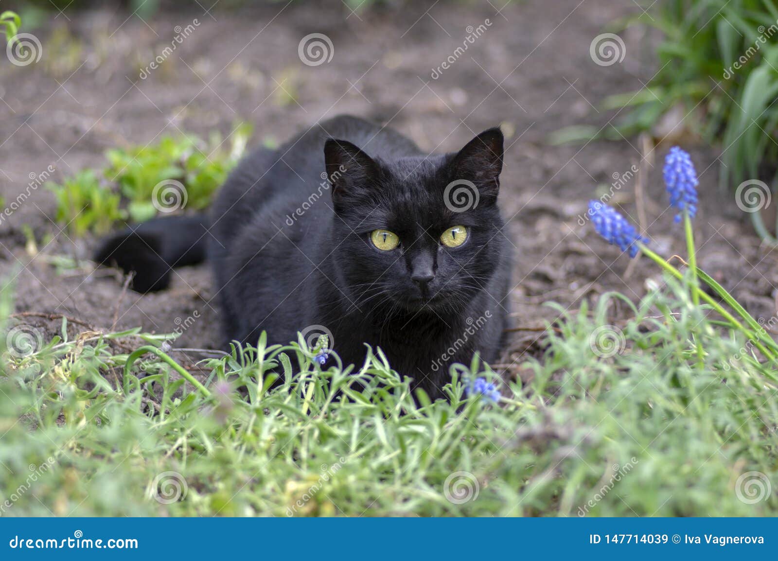 Black Cat Lie In Wait In The Garden Dark Beast With Light Green
