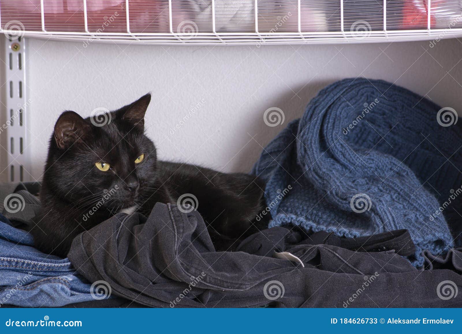 black cat black clothes