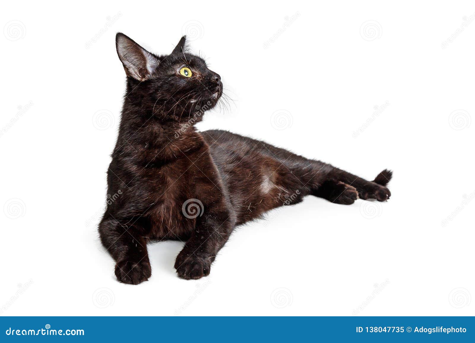 black cat lying down looking side - extracted