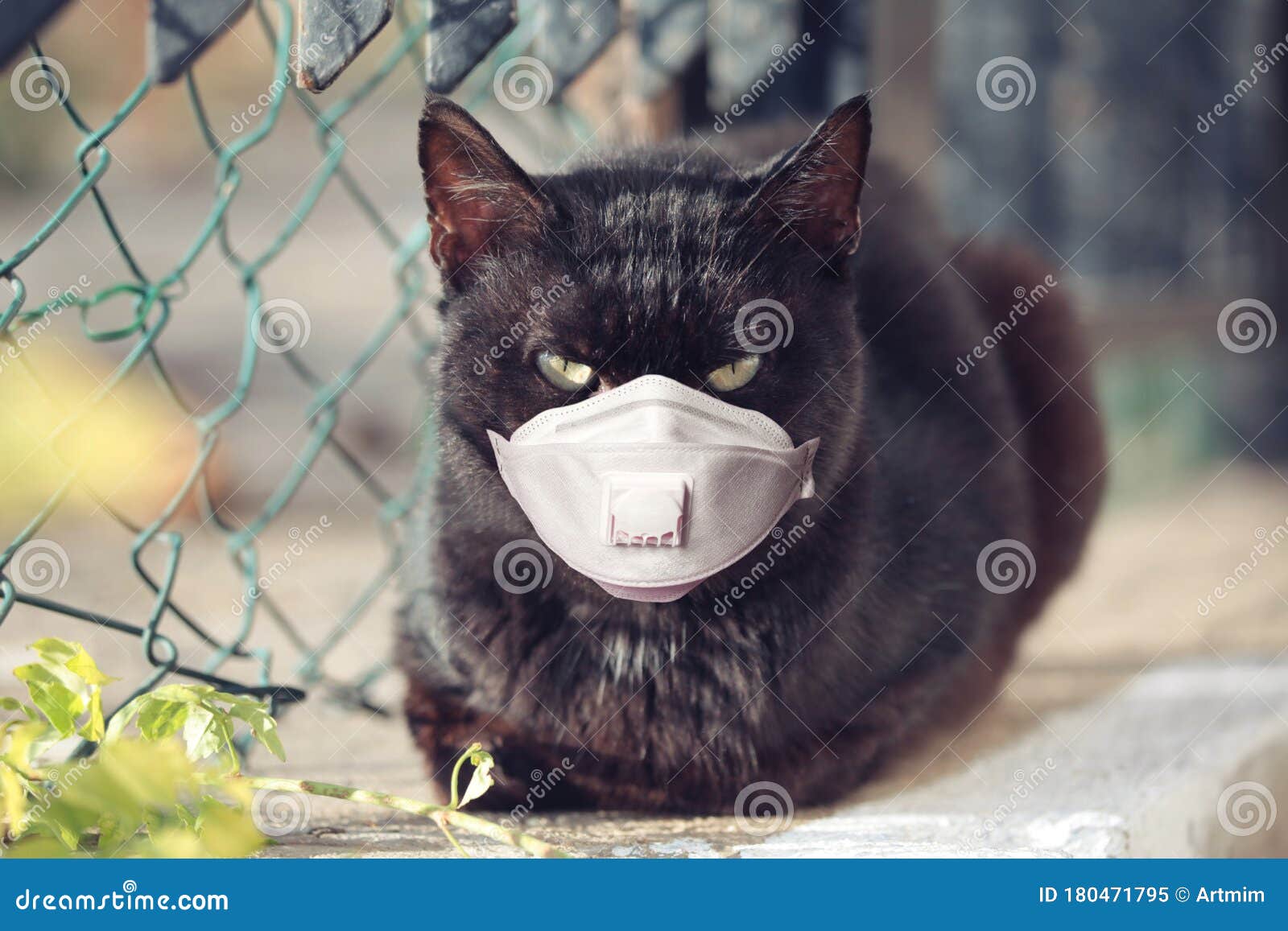 Black Cat in Medical Face Mask Outdoors Stock Image Image of pandemic