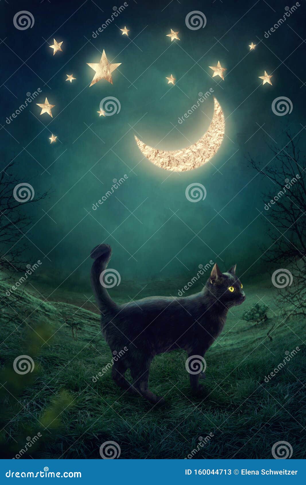 Black cat stock image. Image of night, halloween, meadow 160044713