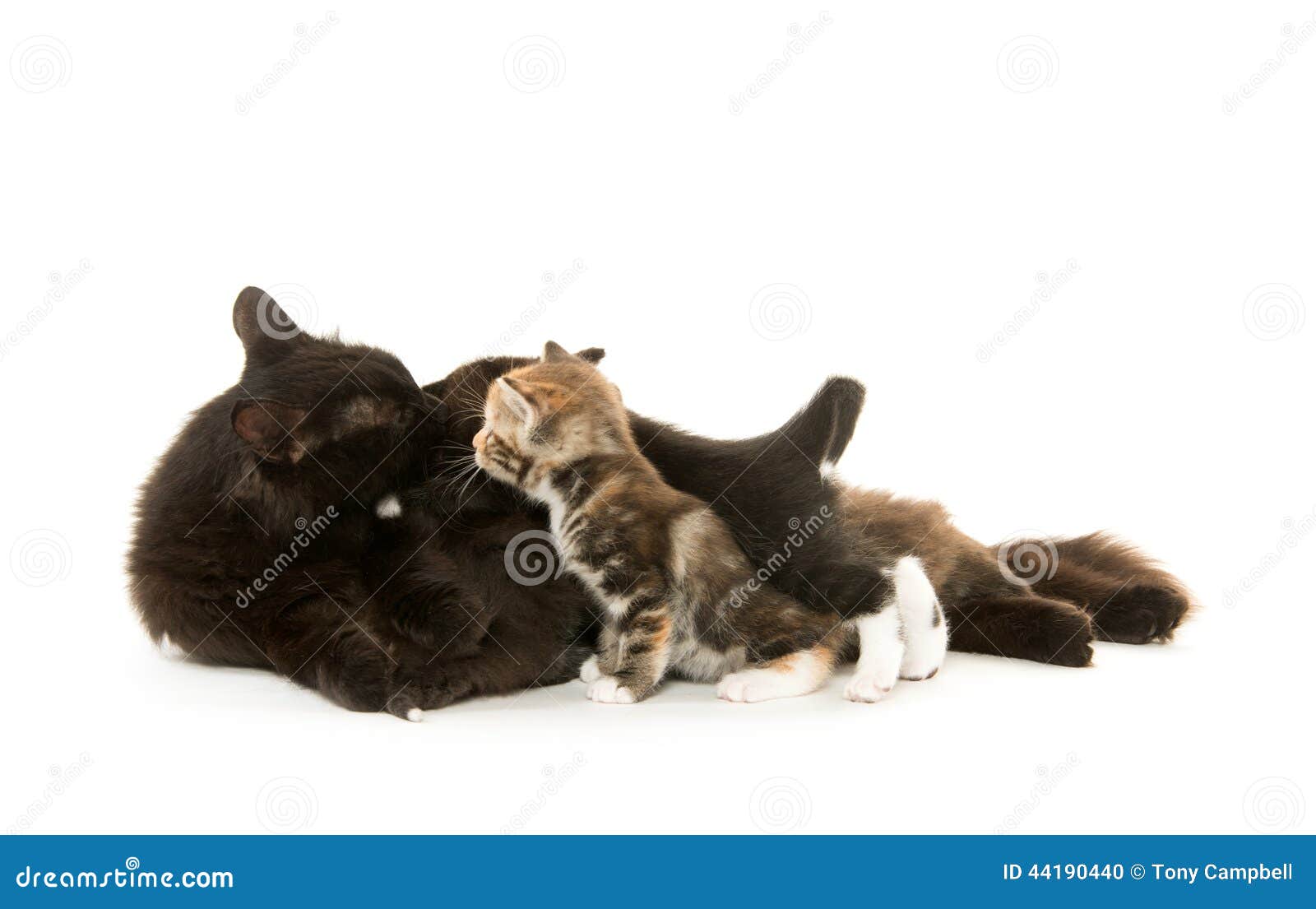Black cat nursing kittens stock photo. Image of feline 44190440