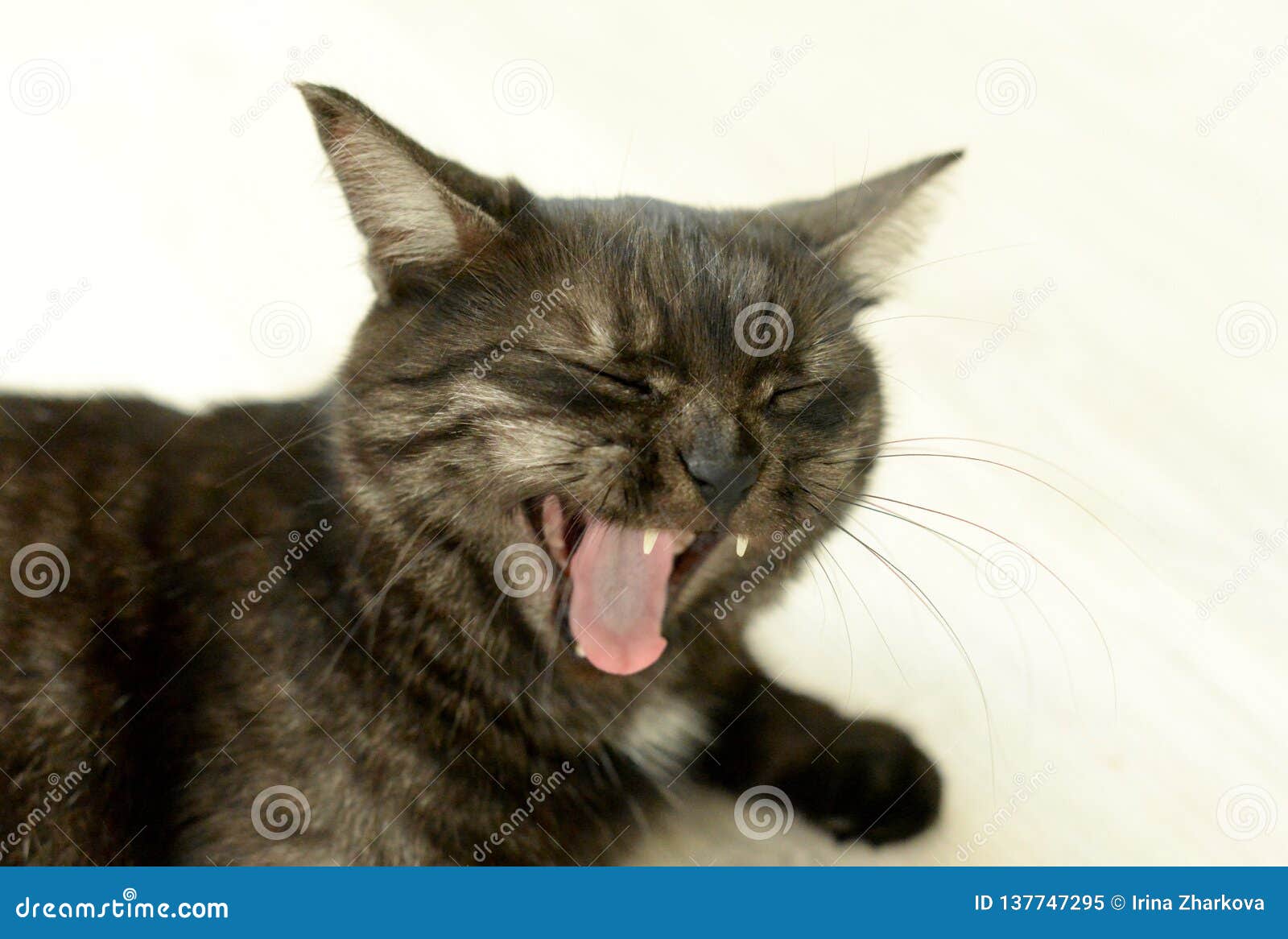 Veterinary Practice Cat Mouth Twitching 
