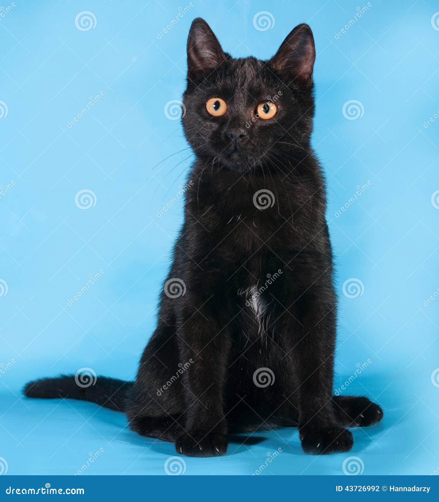 Black Cat with Orange Eyes Sitting on Blue Stock Photo Image of baby